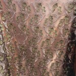 ACLIPSE CHINESE EMBROIDERY  FABRIC